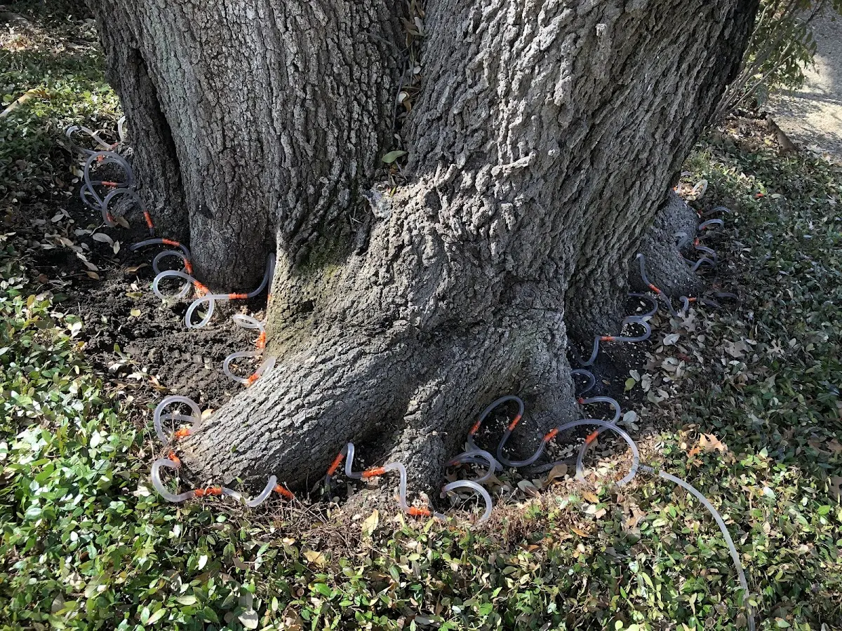 Detailed Tree Cabling and Bracing job site in North Lake
